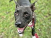 adoptable Dog in Tallahassee, FL named DELL