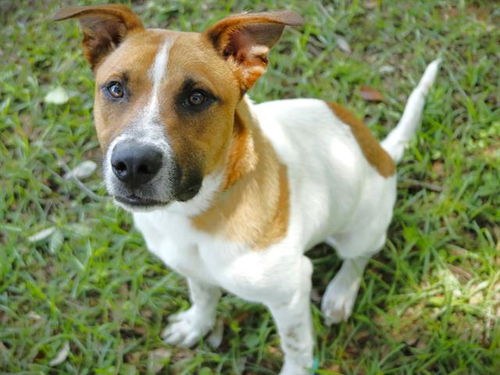 picture of the dog needing adoption
