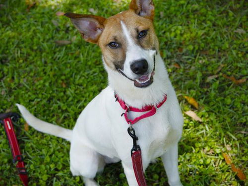 picture of the dog needing adoption