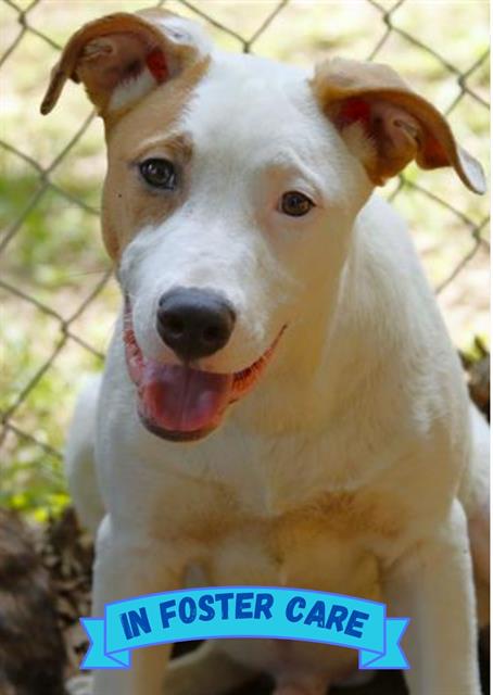 adoptable Dog in Tallahassee, FL named CHARLIE