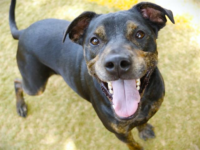 adoptable Dog in Tallahassee, FL named TY PRATER