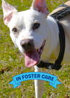 adoptable Dog in Tallahassee, FL named KAIJU