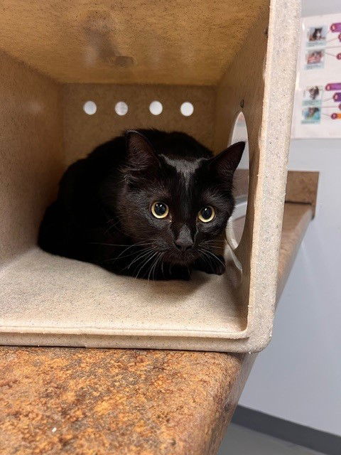 picture of the cat needing adoption