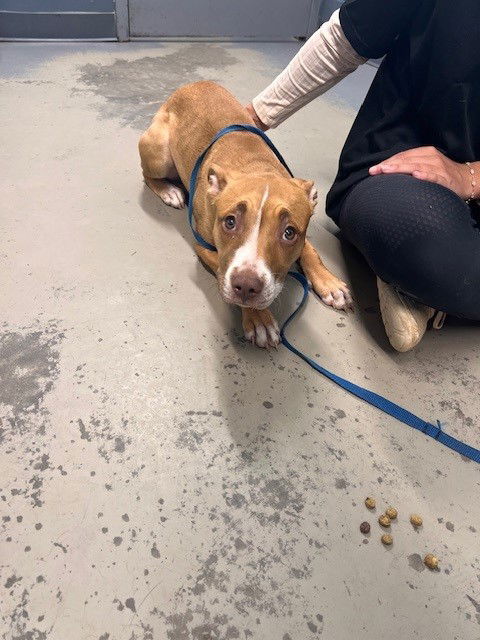 picture of the dog needing adoption