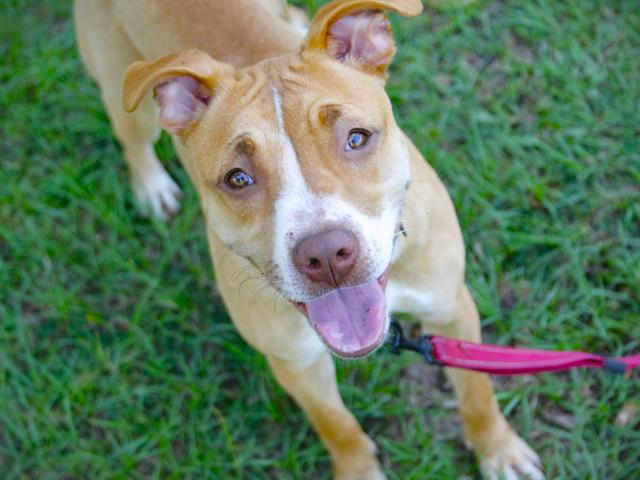 adoptable Dog in Tallahassee, FL named NUTMEG
