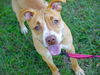 adoptable Dog in  named NUTMEG