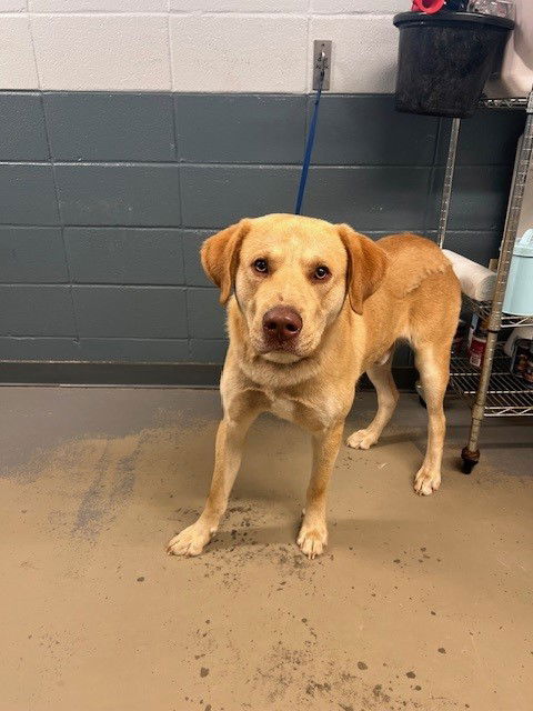 picture of the dog needing adoption