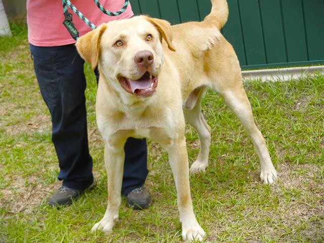 adoptable Dog in Tallahassee, FL named ANAKIN