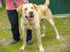 adoptable Dog in Tallahassee, FL named ANAKIN