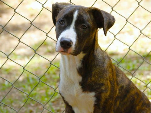 picture of the dog needing adoption