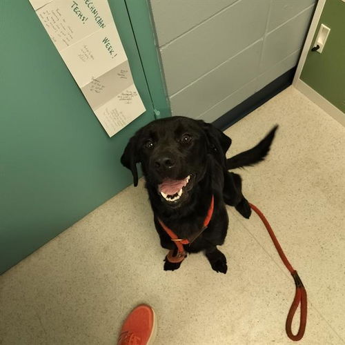 picture of the dog needing adoption