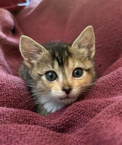 picture of the cat needing adoption