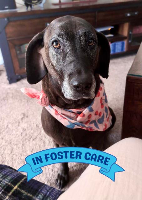 adoptable Dog in Tallahassee, FL named KAMMI