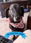 adoptable Dog in Tallahassee, FL named KAMMI