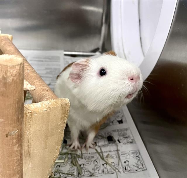 adoptable Guinea Pig in Tallahassee, FL named COUNT