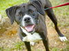 adoptable Dog in  named SIR