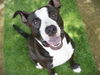 adoptable Dog in Tallahassee, FL named HERCULES