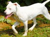 adoptable Dog in Tallahassee, FL named DEKU