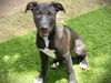 adoptable Dog in Tallahassee, FL named ORLOK
