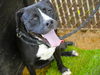 adoptable Dog in  named GOOT