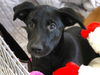 adoptable Dog in Tallahassee, FL named GARLIC