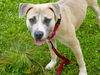 adoptable Dog in  named ALLIE GATOR