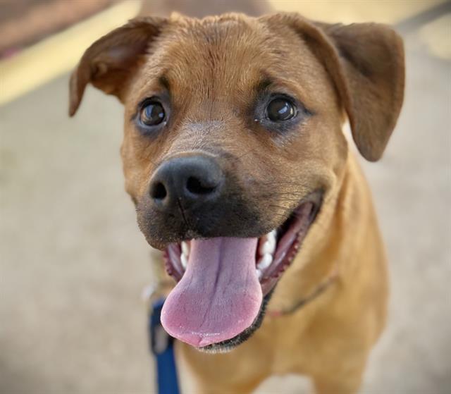 adoptable Dog in Tallahassee, FL named MILLIE