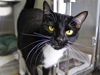 adoptable Cat in Tallahassee, FL named DAPHNE