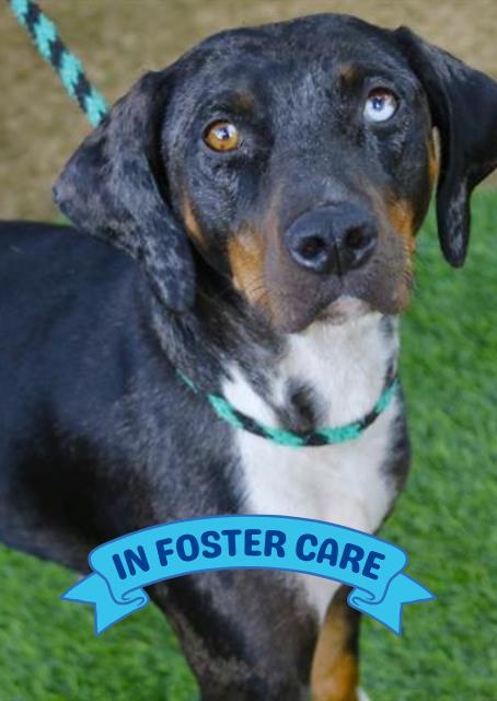 adoptable Dog in Tallahassee, FL named JOSEY