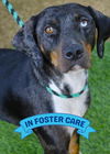 adoptable Dog in Tallahassee, FL named JOSEY