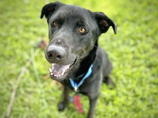 adoptable Dog in Tallahassee, FL named SKELETOR