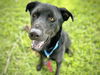 adoptable Dog in Tallahassee, FL named SKELETOR