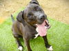 adoptable Dog in Tallahassee, FL named SHADOW