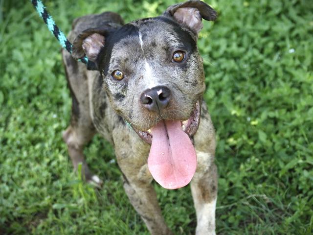 adoptable Dog in Tallahassee, FL named CAHLUA
