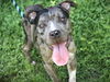 adoptable Dog in Tallahassee, FL named CAHLUA