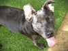 adoptable Dog in Tallahassee, FL named BELLA
