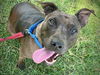 adoptable Dog in Tallahassee, FL named FREYA