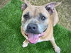 adoptable Dog in Tallahassee, FL named LUNA