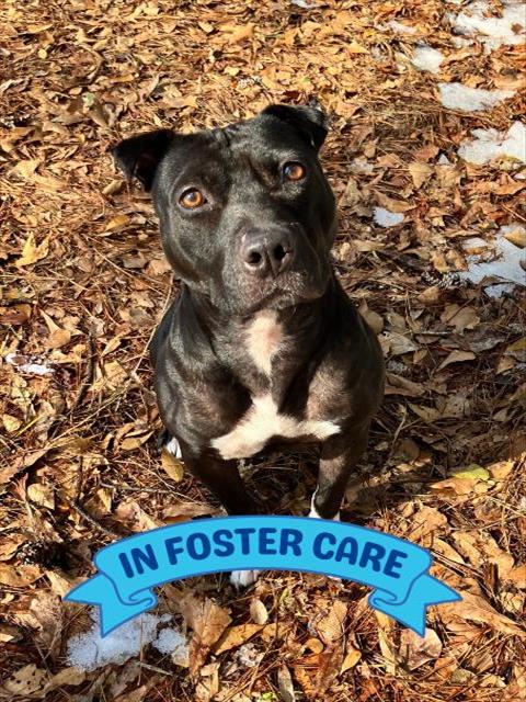 adoptable Dog in Tallahassee, FL named WEDNESDAY