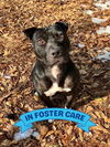 adoptable Dog in Tallahassee, FL named WEDNESDAY