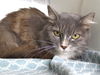 adoptable Cat in Tallahassee, FL named GRAY GRAY