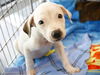 adoptable Dog in Tallahassee, FL named AUSTIN
