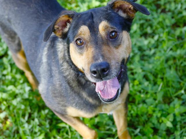adoptable Dog in Tallahassee, FL named TABITHA