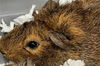 adoptable Guinea Pig in  named NOVA