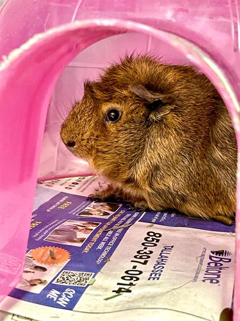 adoptable Guinea Pig in Tallahassee, FL named NOVA