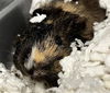 adoptable Guinea Pig in  named ASTRO