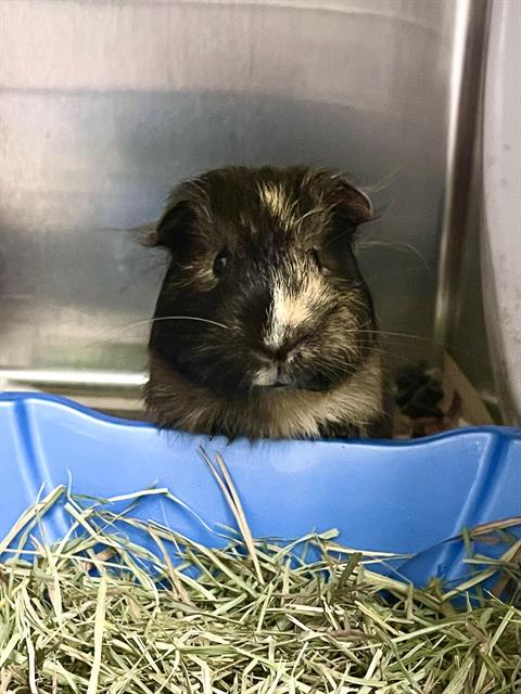 adoptable Guinea Pig in Tallahassee, FL named ASTRO