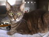 adoptable Cat in Tallahassee, FL named GUNNER