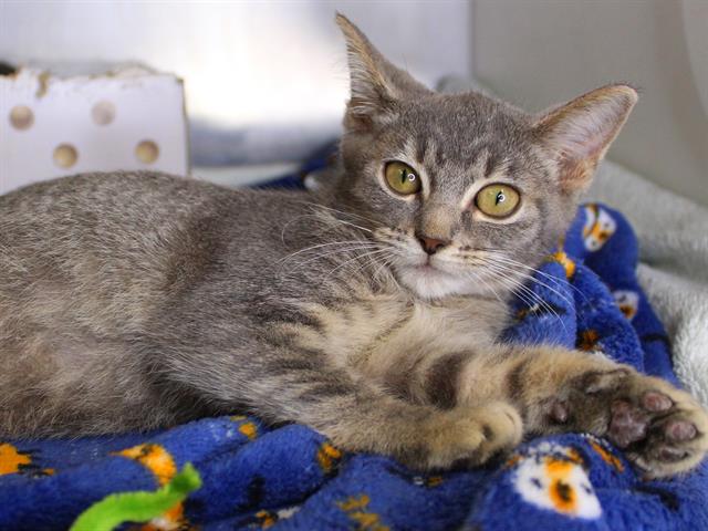 adoptable Cat in Tallahassee, FL named CIDER