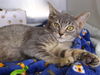 adoptable Cat in Tallahassee, FL named CIDER